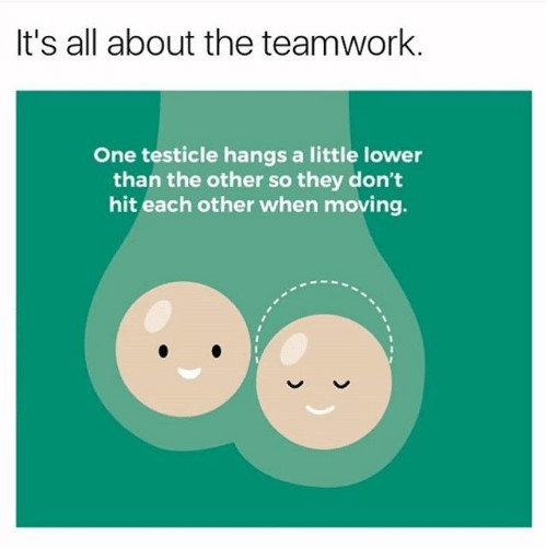 teamwork-memes-super funny funny memes - It's all about the teamwork. One testicle hangs a little lower than the other so they don't hit each other when moving.