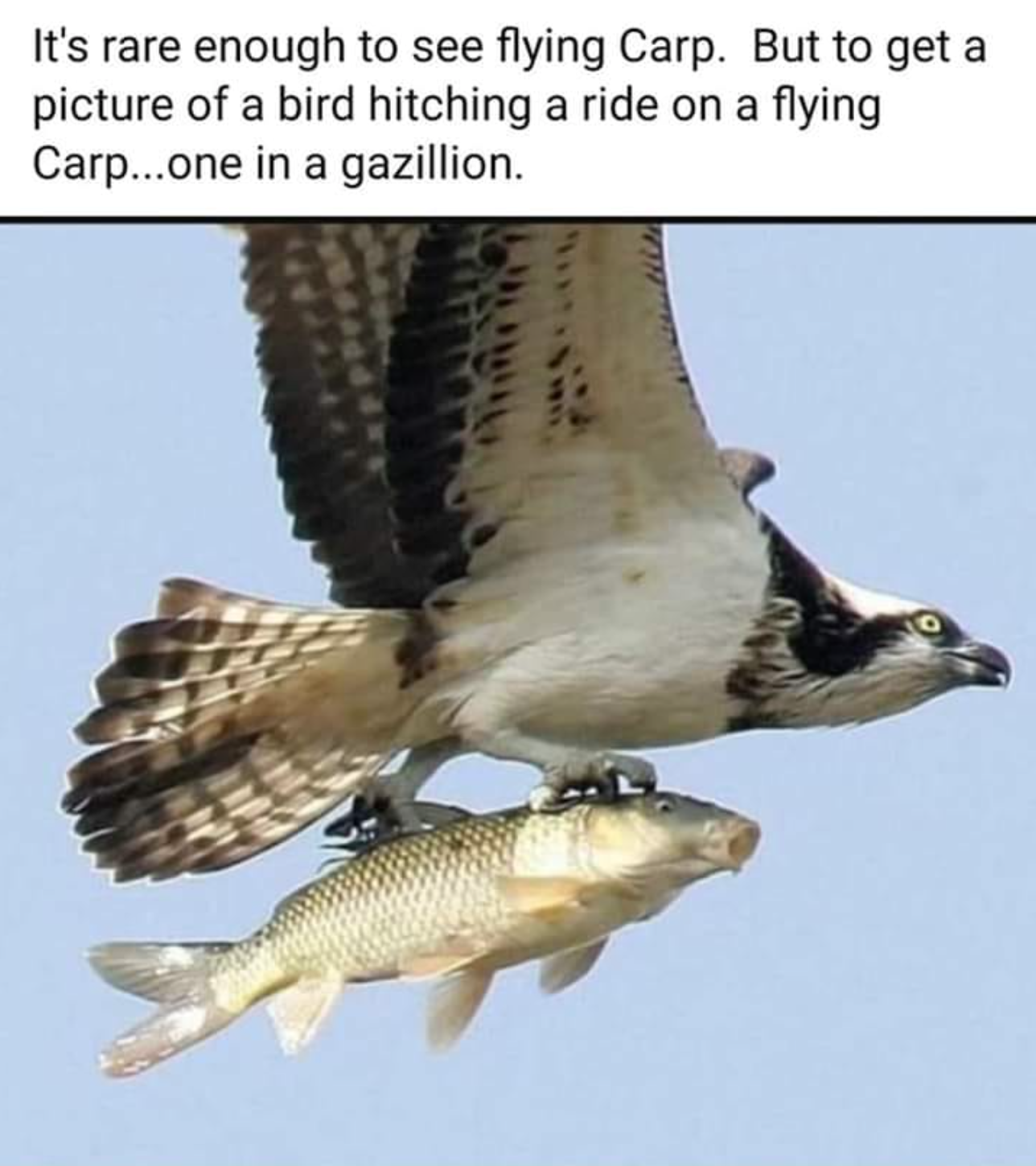 carp meme - It's rare enough to see flying Carp. But to get a picture of a bird hitching a ride on a flying Carp...one in a gazillion.