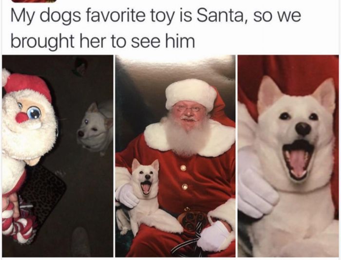 christmas 2020 memes - christmas memes - My dogs favorite toy is Santa, so we brought her to see him