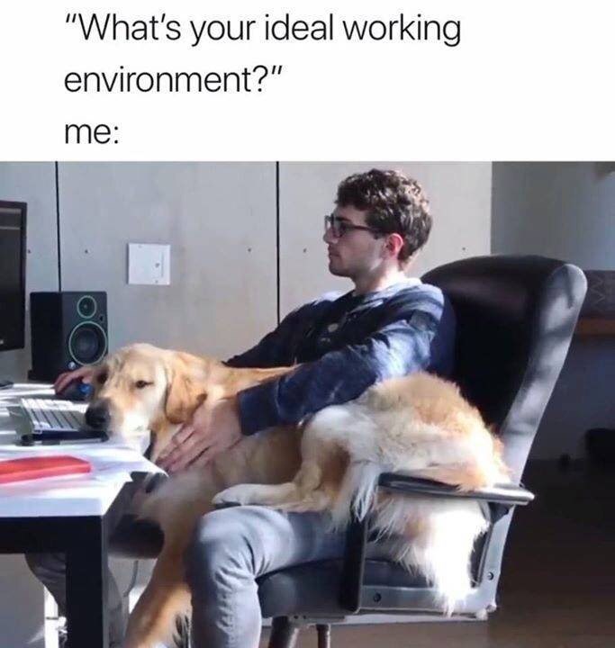 happy work memes - dog work memes -