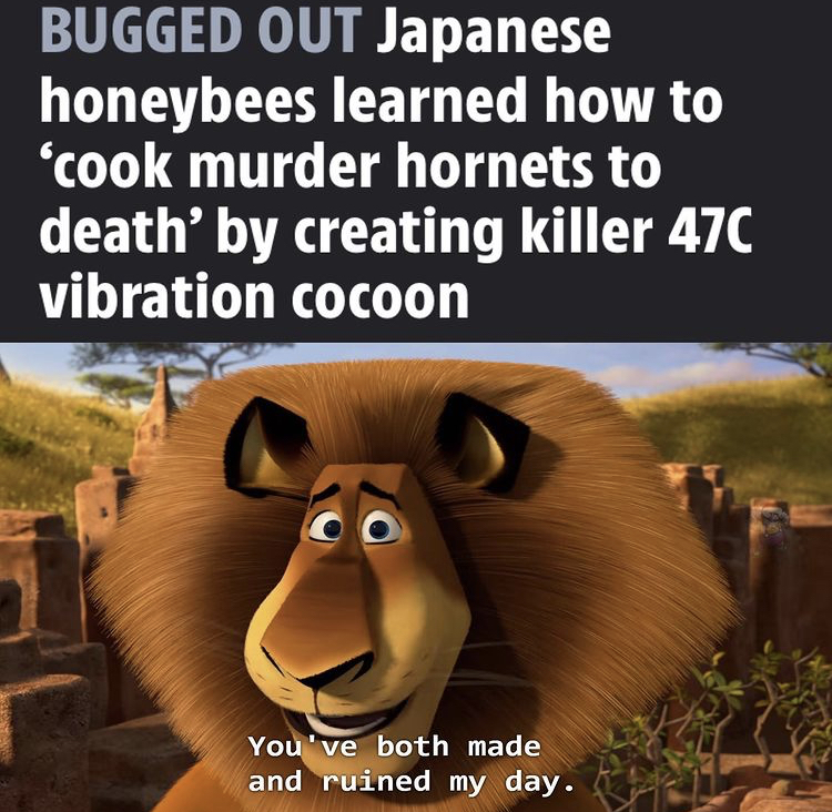 hugeplateofketchup8 - jackson weimer - you have both made and ruined my day - Bugged Out Japanese honeybees learned how to 'cook murder hornets to death' by creating killer 47C vibration cocoon You've both made and ruined my day.