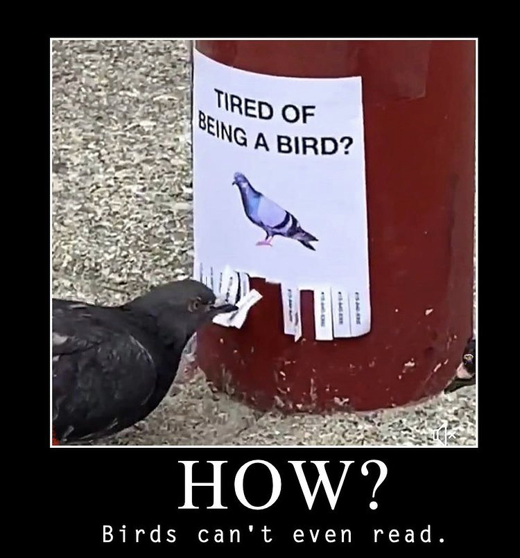 hugeplateofketchup8 - jackson weimer - bird meme - Being A Bird? Tired Of How? Birds can't even read.