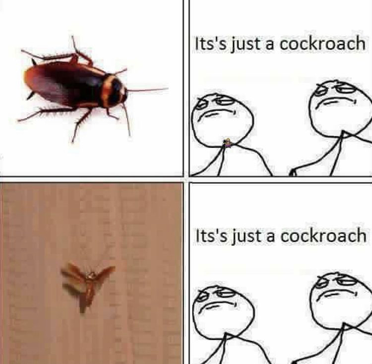 hugeplateofketchup8 - jackson weimer - cockroach funny quotes - Its's just a cockroach Its's just a cockroach