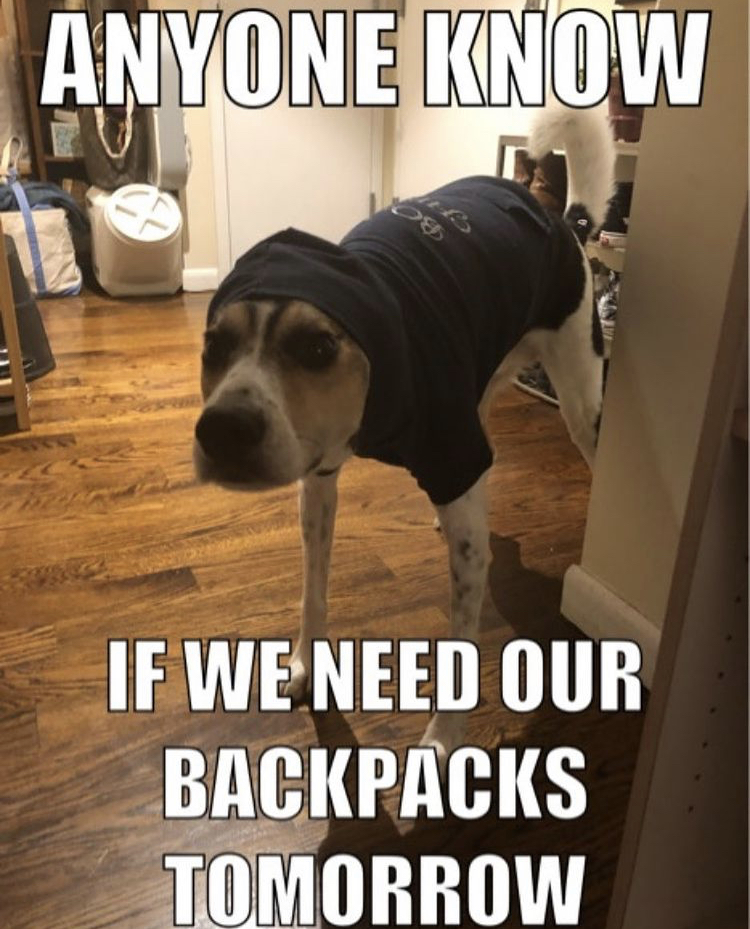 hugeplateofketchup8 - jackson weimer - dog - Anyone Know If We Need Our Backpacks Tomorrow