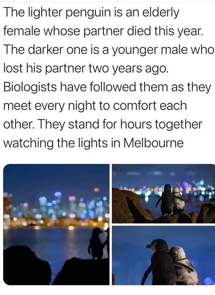 funny rando pics - water - The lighter penguin is an elderly female whose partner died this year. The darker one is a younger male who lost his partner two years ago. Biologists have ed them as they meet every night to comfort each other. They stand for h