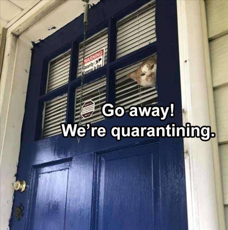 fun random pics - Cat - Warning iyo Go away! We're quarantining.