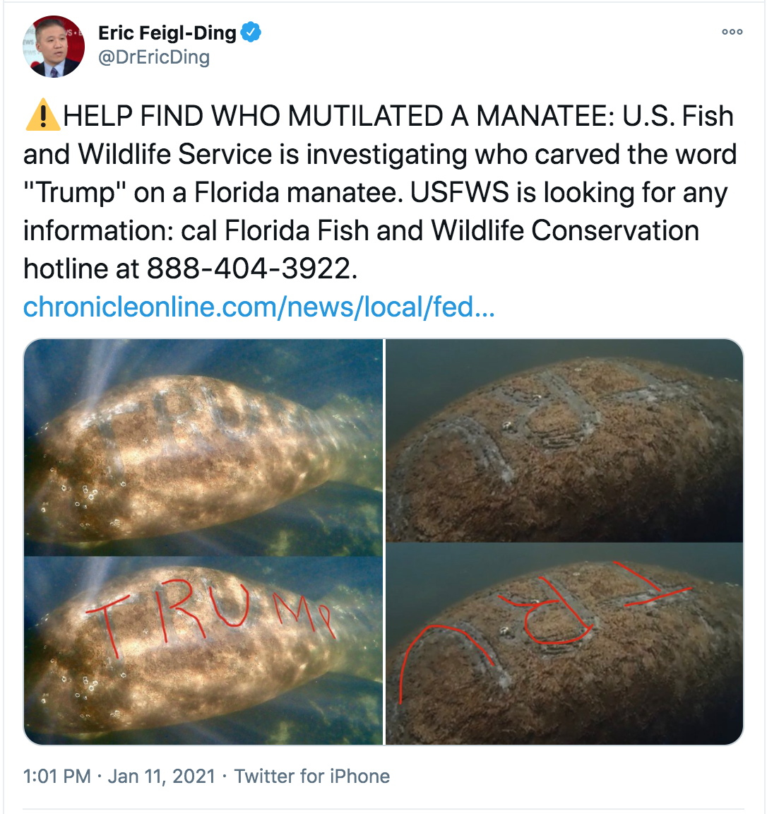 fauna - Doo Eric FeiglDing ! Help Find Who Mutilated A Manatee U.S. Fish and Wildlife Service is investigating who carved the word "Trump" on a Florida manatee. Usfws is looking for any information cal Florida Fish and Wildlife Conservation hotline at 888