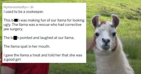 funny instant karma -- I used to be a zookeeper. This bitch was making fun of our llama for looking ugly. The llama was a rescue who had corrective jaw surgery. The bitch pointed and laughed at our llama. The llama spat in her mouth. I gave the llama a tr