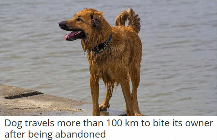 funny instant karma - Dog travels more than 100 km to bite its owner after being abandoned