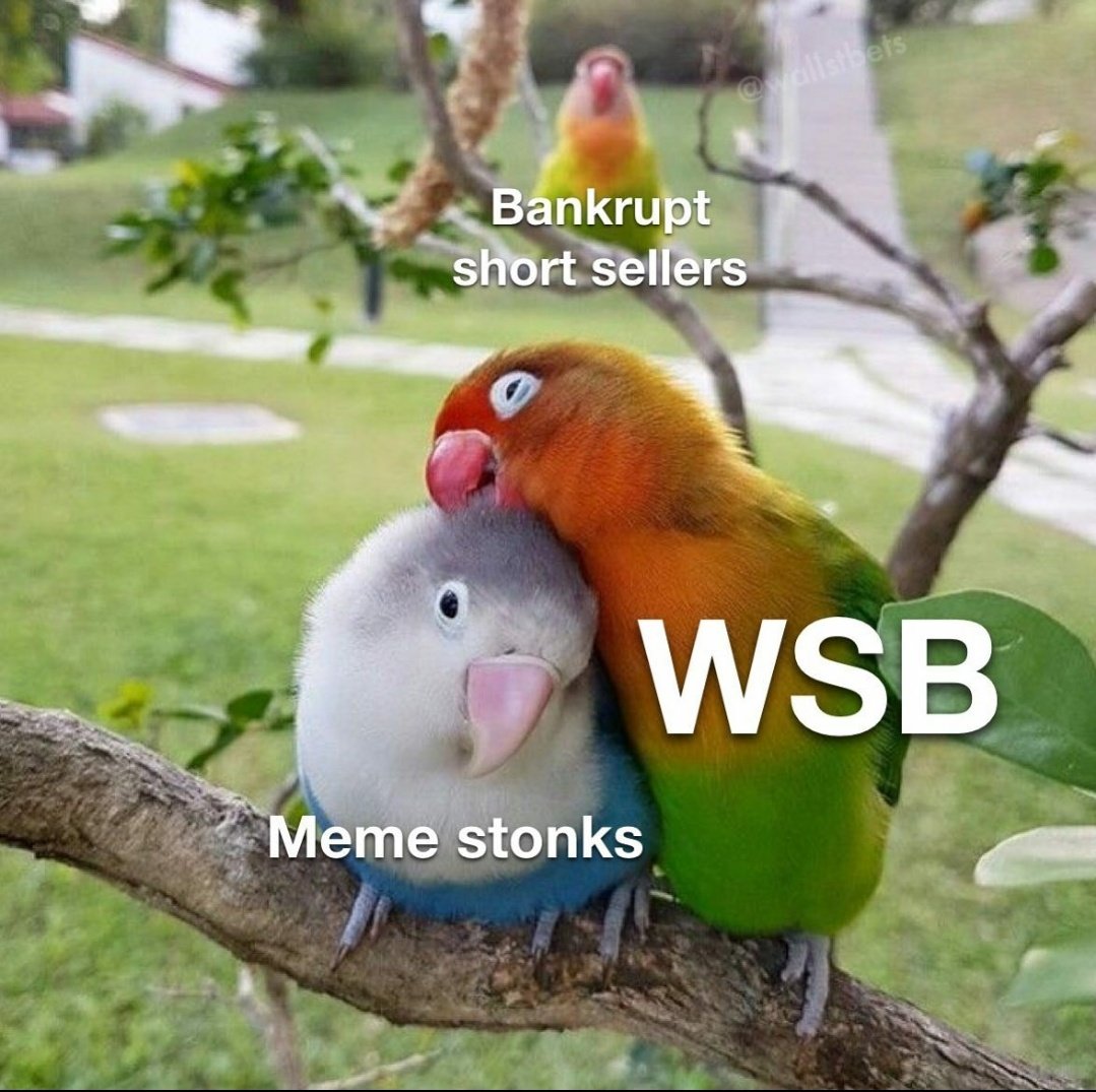 lovebird memes - Bankrupt short sellers Wsb Meme stonks