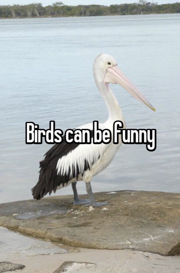 pelican - Birds can be funny