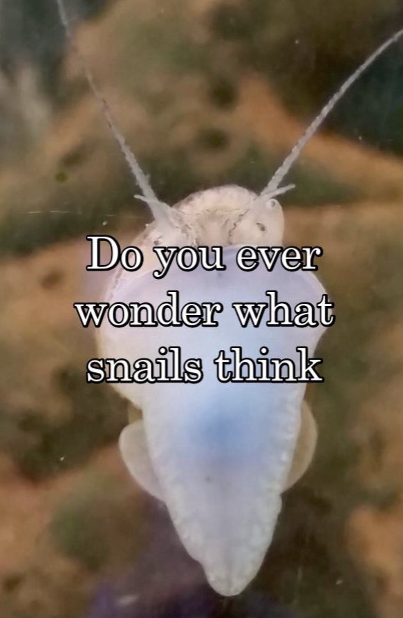 water - Do you ever wonder what snails think