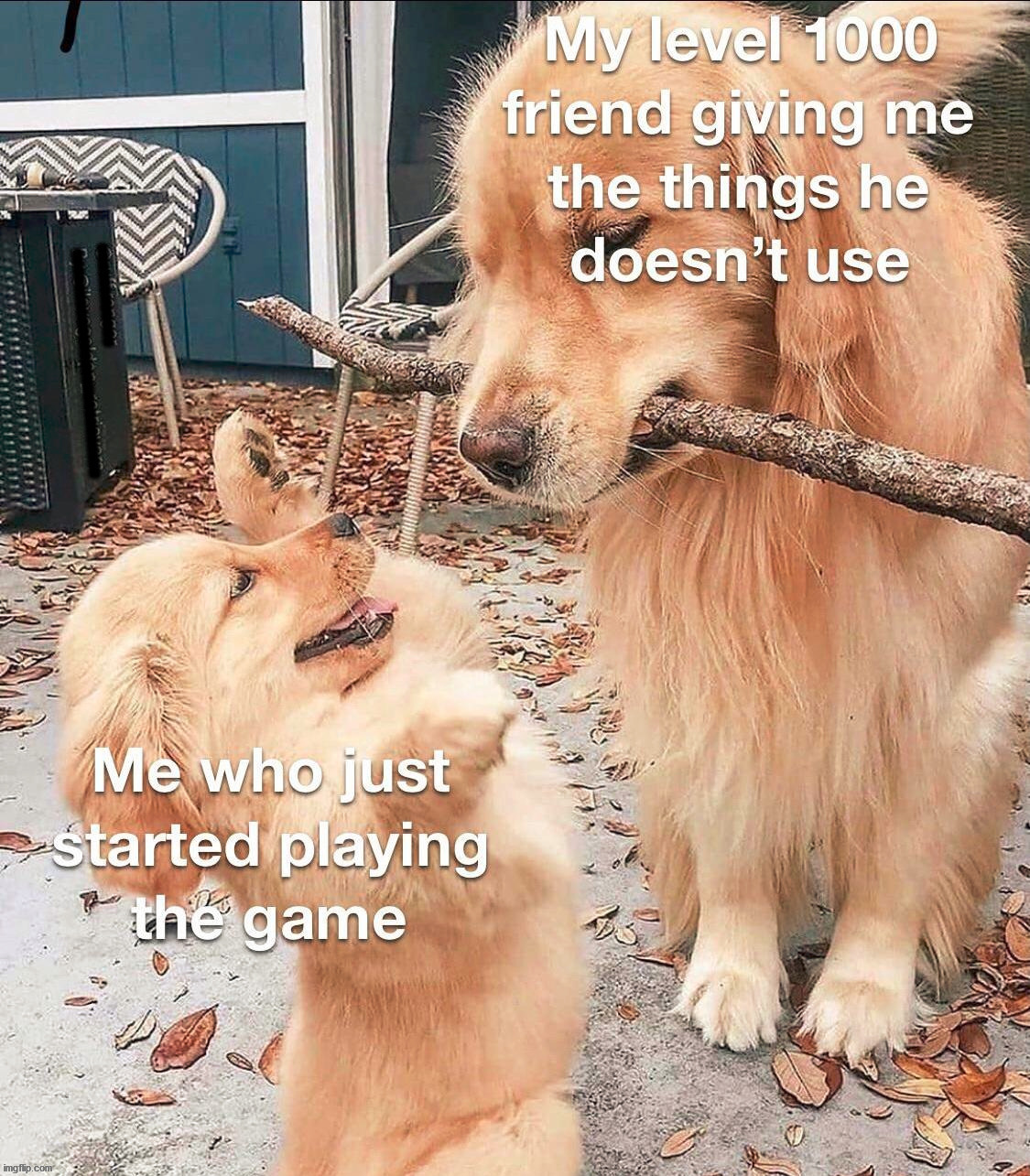 golden retriever branch manager - My level 1000 friend giving me the things he doesn't use Me who just started playing the game