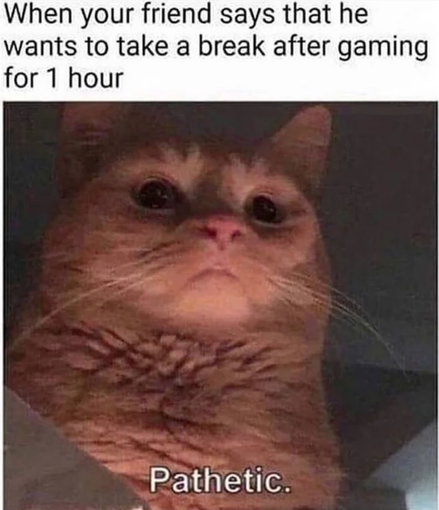 cat meme pathetic - When your friend says that he wants to take a break after gaming for 1 hour Pathetic.