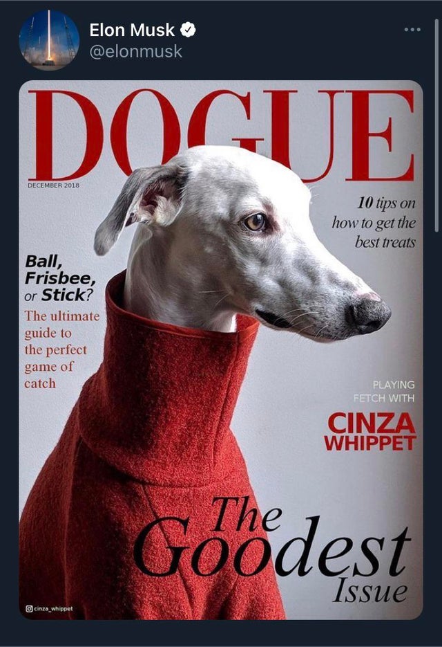 dogecoin-memes-italian greyhound - Elon Musk Docue 10 tips on how to get the best treats Ball, Frisbee, or Stick? The ultimate guide to the perfect game of catch Playing Fetch With Cinza Whippet Goodest Issue cinza_whippet