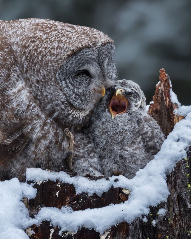 superb owl - superbowl- memes- superbowl 55- winter animals hd