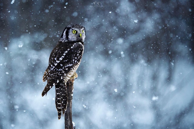 superb owl - superbowl- memes- superbowl 55- beak