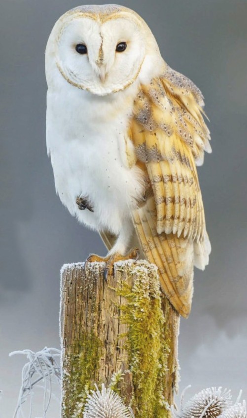 superb owl - superbowl- memes- superbowl 55- fauna