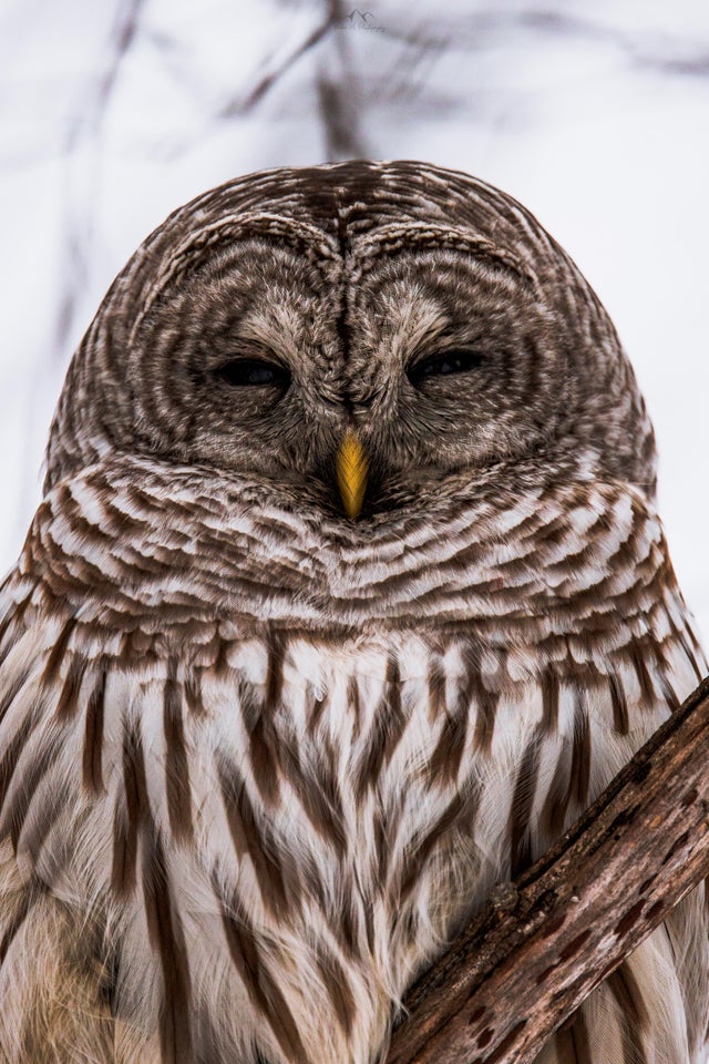 superb owl - superbowl- memes- superbowl 55- great grey owl