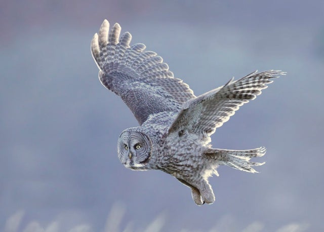 superb owl - superbowl- memes- superbowl 55- great grey owl