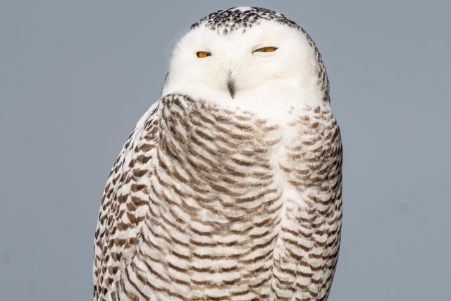 superb owl - superbowl- memes- superbowl 55- beak
