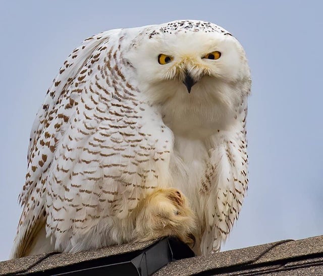 superb owl - superbowl- memes- superbowl 55- owl - ,