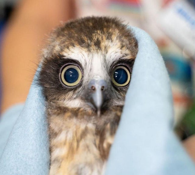 superb owl - superbowl- memes- superbowl 55- owl - @ C