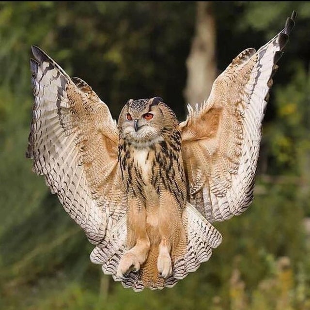 superb owl - superbowl- memes- superbowl 55- owl standing wings