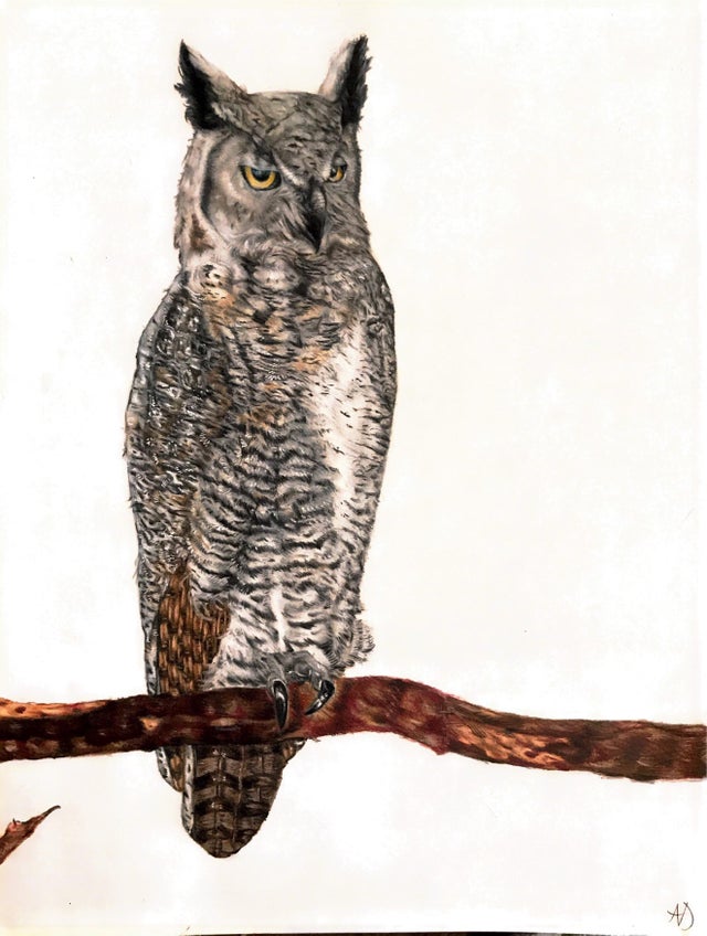 superb owl - superbowl- memes- superbowl 55- fauna