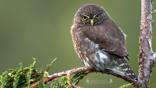 superb owl - superbowl- memes- superbowl 55- beak - Bodkin'S Best Photography