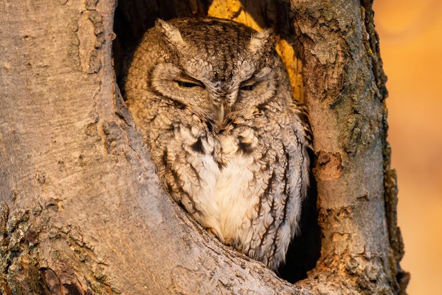 superb owl - superbowl- memes- superbowl 55- owl