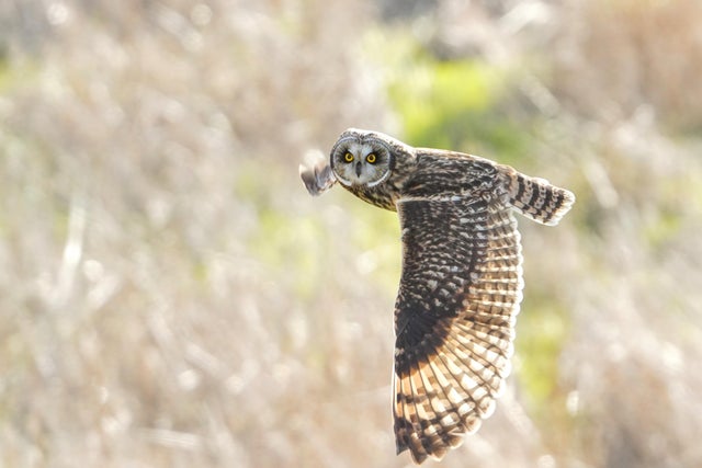 superb owl - superbowl- memes- superbowl 55- owl