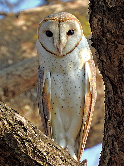 superb owl - superbowl- memes- superbowl 55- eastern barn owl