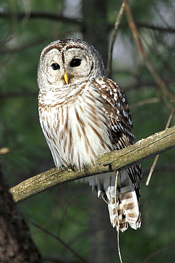 superb owl - superbowl- memes- superbowl 55- pennsylvania owls