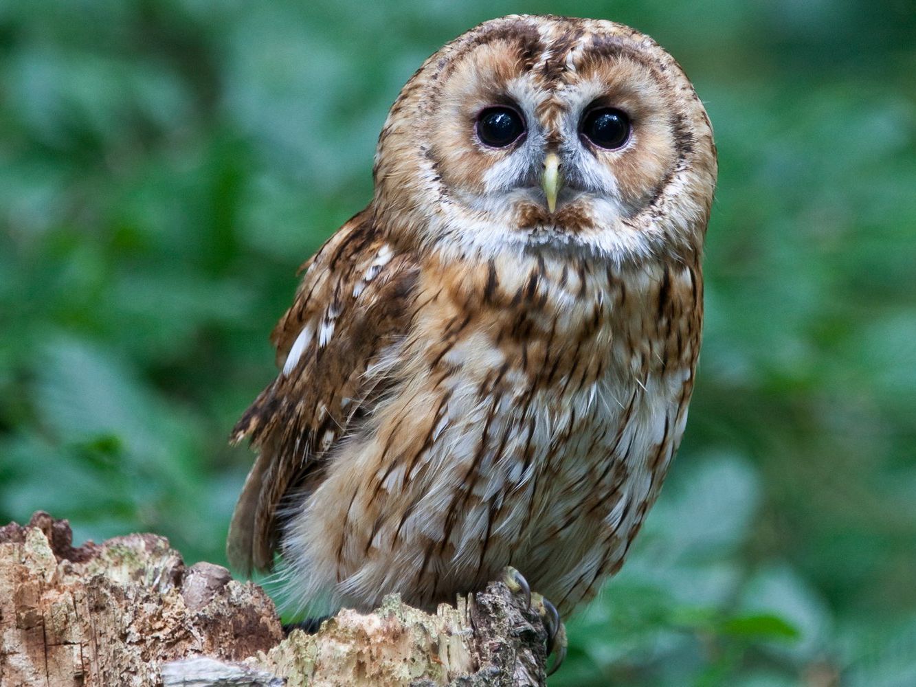 superb owl - superbowl- memes- superbowl 55- owl animal