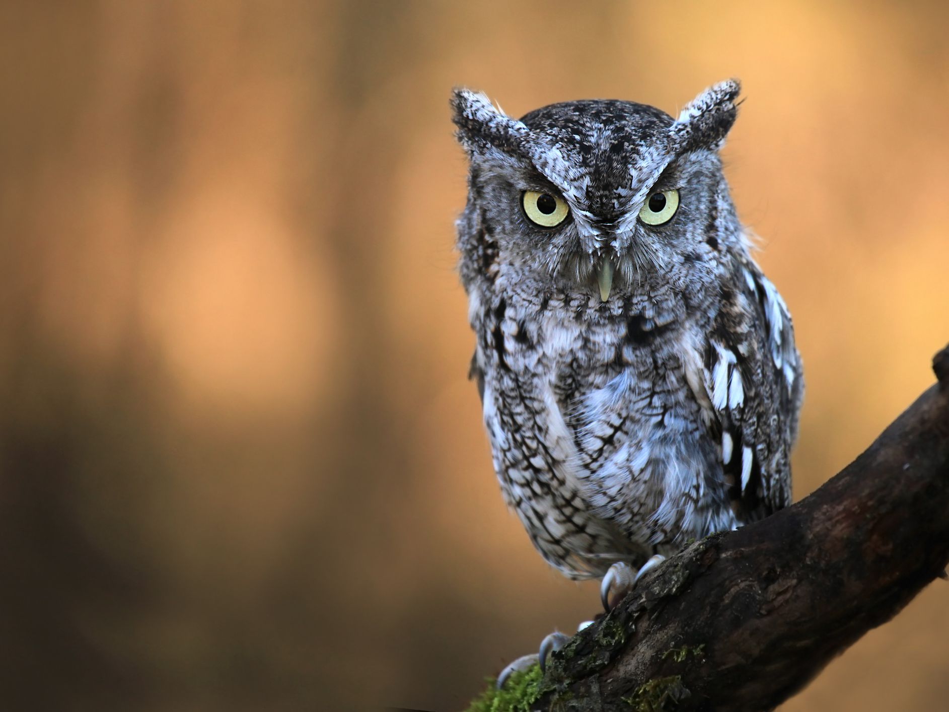 superb owl - superbowl- memes- superbowl 55- owl bird