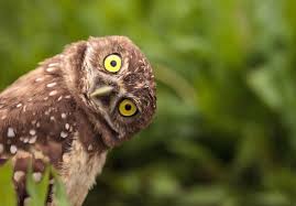 superb owl - superbowl- memes- superbowl 55- owl free - O