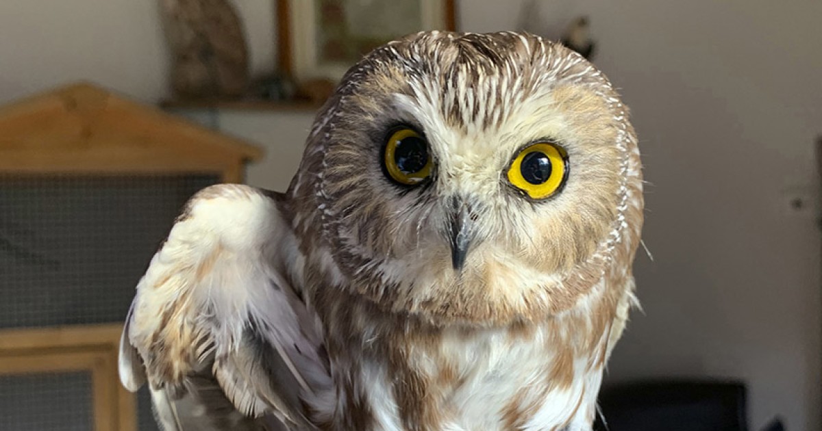 superb owl - superbowl- memes- superbowl 55- rockefeller owl bobblehead