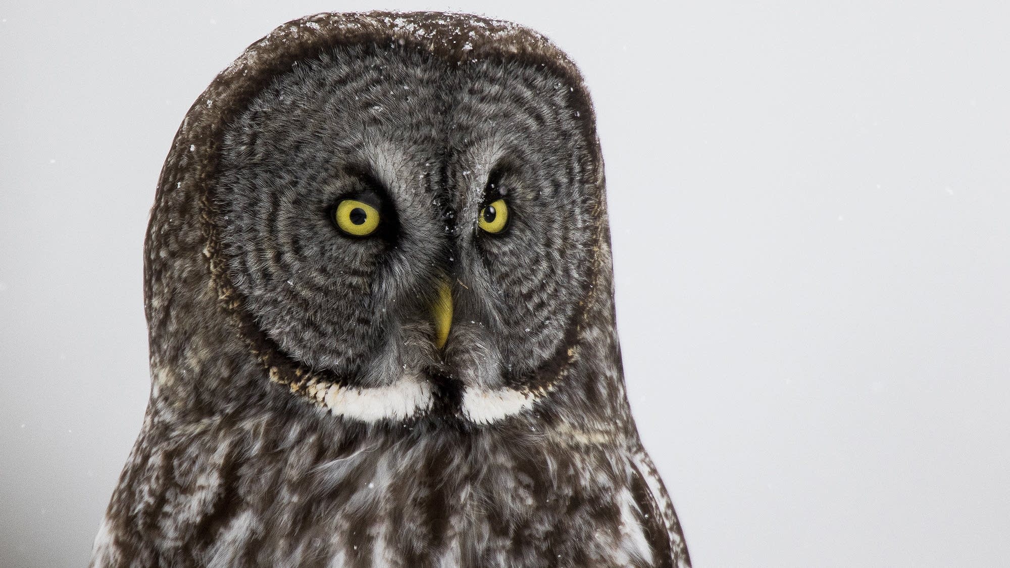 superb owl - superbowl- memes- superbowl 55- great grey owl - O