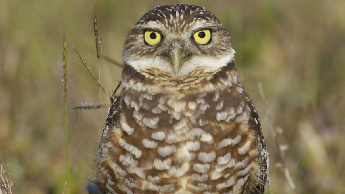 superb owl - superbowl- memes- superbowl 55-