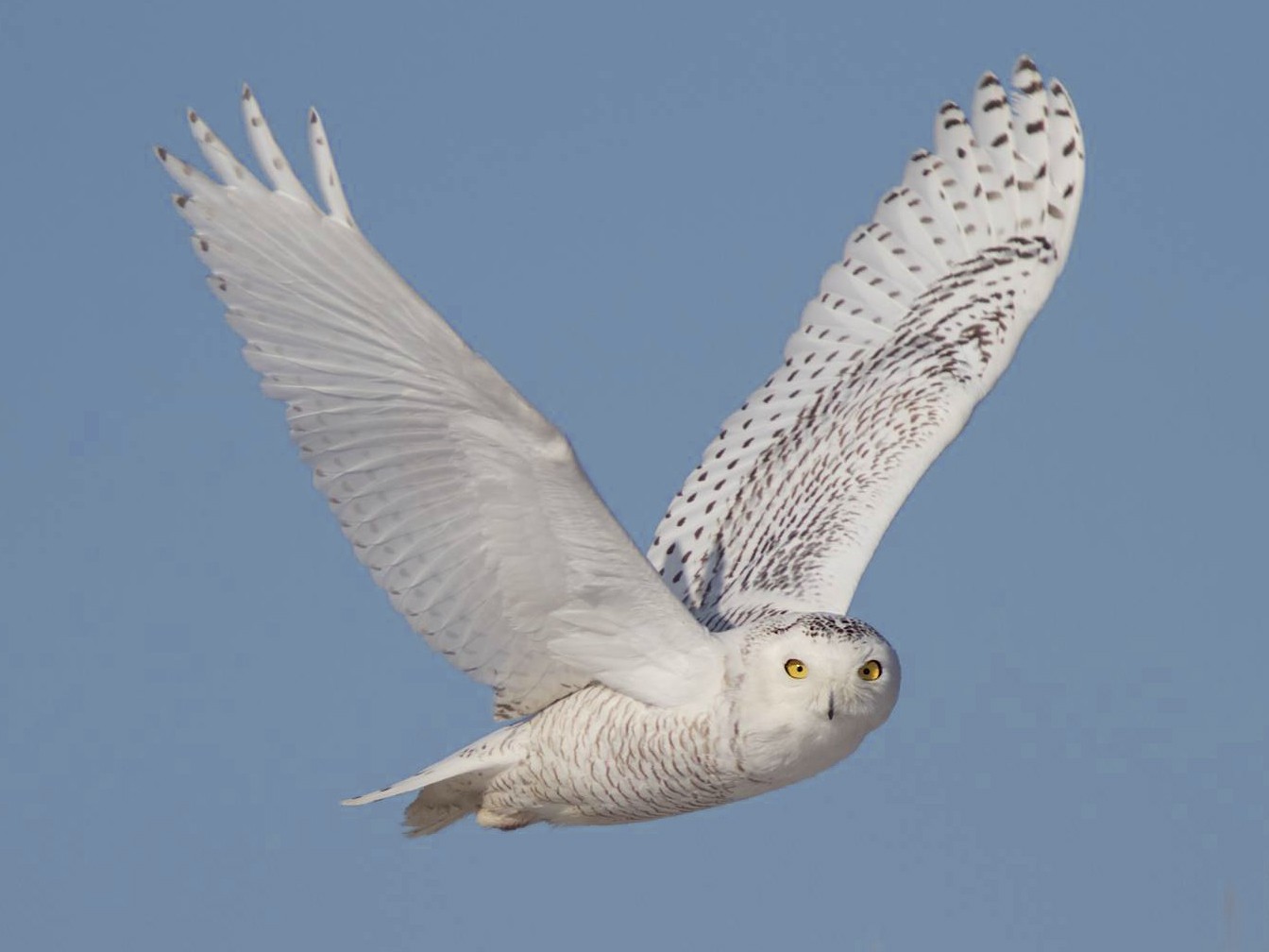 superb owl - superbowl- memes- superbowl 55- google image for bird