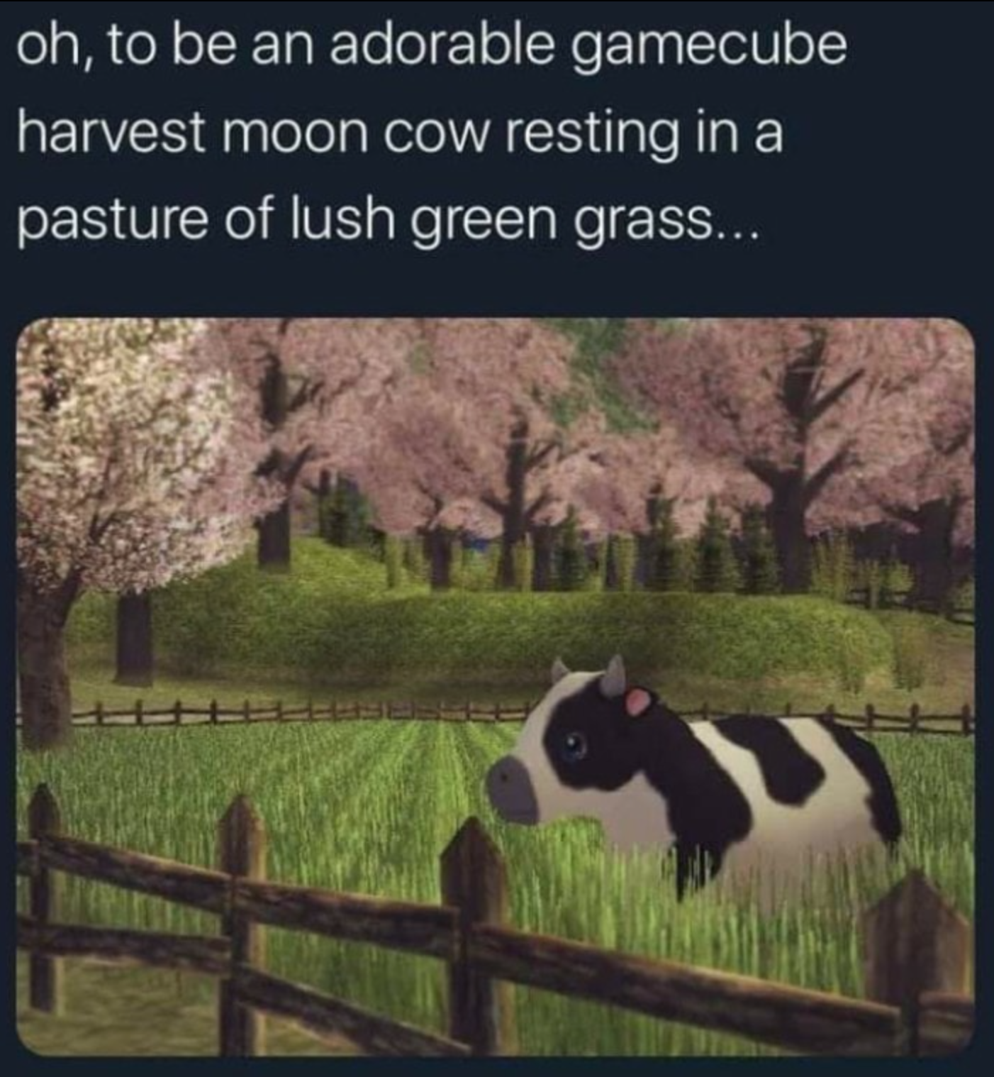 gamecube harvest moon cow - oh, to be an adorable gamecube harvest moon cow resting in a pasture of lush green grass...