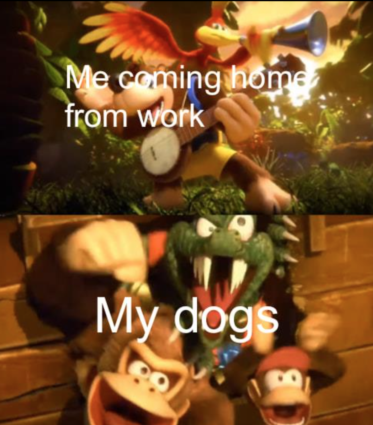 gaming memes - banjo kazooie smash reveal - Me coming home from work My dogs