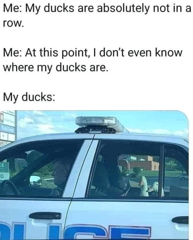 funny memes and random pics - my ducks are not in a row meme - Me My ducks are absolutely not in a row. Me At this point, I don't even know where my ducks are. My ducks m Mtv