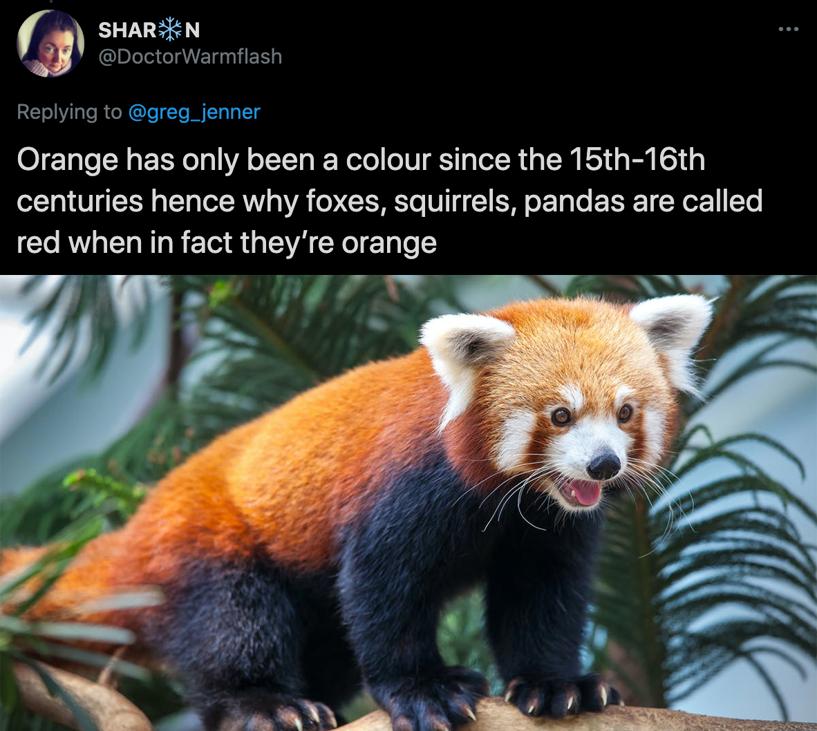 cool facts - Orange has only been a colour since the 15th 16th centuries hence why foxes, squirrels, pandas are called red when in fact they're orange