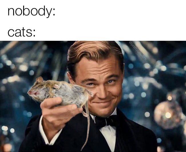 funny memes - nobody cats meme leonardo dicaprio holding a dead mouse