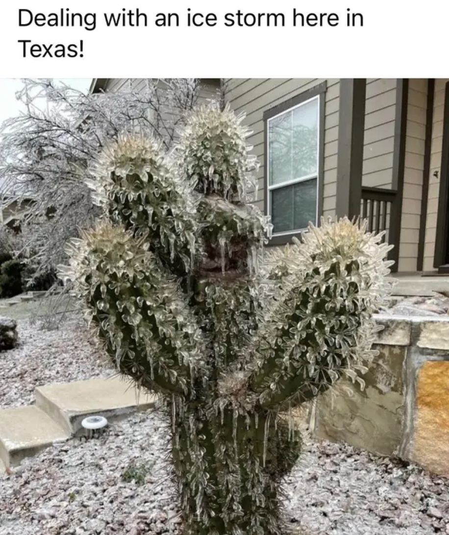 photos of frozen texas