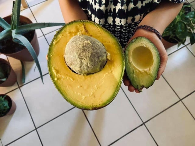 fascinating photos - This absurdly huge Avocado next to a normal sized one.