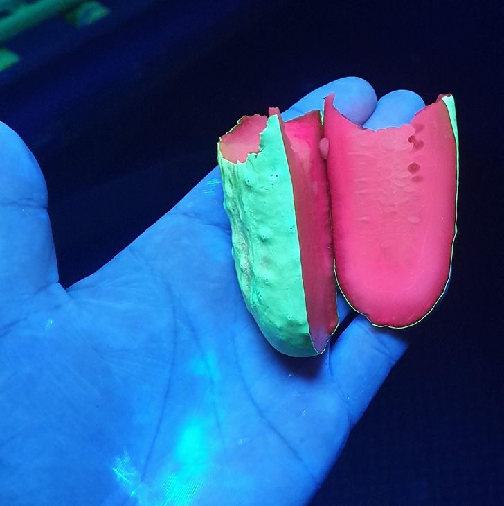 fascinating photos - A pickle under ultraviolet light