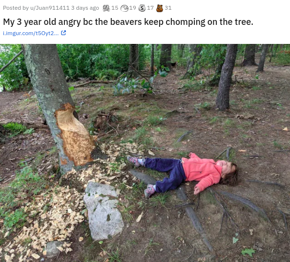 tree - Posted by wJuan911411 3 days ago 19 317 31 My 3 year old angry bc the beavers keep chomping on the tree. Limgur.comt50yt2...